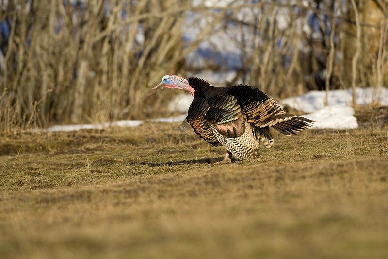 TC-Wild Turkeys Spring-D00978-00202.jpg :: Wild Turkey Gobbler strutting in open fieldat edge of timber in early morning with frost on ground