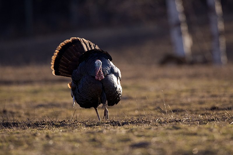 TC-Wild Turkeys Spring-D00978-00212.jpg