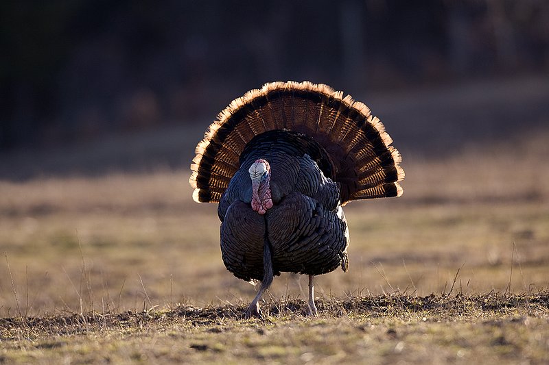 TC-Wild Turkeys Spring-D00978-00213.jpg