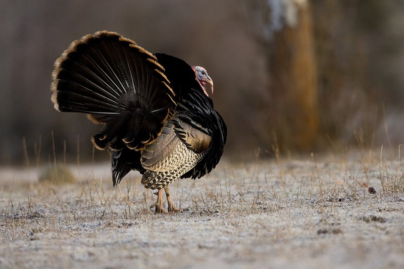 TC-Wild Turkeys Spring-D00978-00219.jpg :: Wild Turkey Gobbler strutting in open field at edge of timber in early morning with frost on ground
