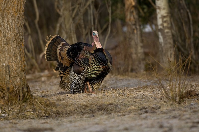 TC-Wild Turkeys Spring-D00978-00222.jpg :: Wild Turkey Gobbler strutting in open field at edge of timber in early morning with frost on ground