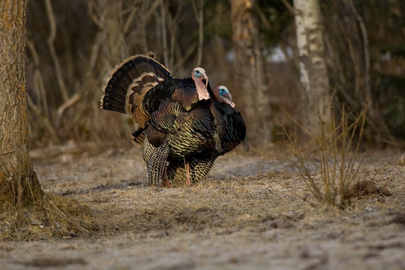 TC-Wild Turkeys Spring-D00978-00231.jpg :: Wild Turkey Gobbler strutting in open field at edge of timber in early morning with frost on ground