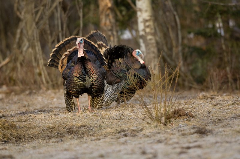 TC-Wild Turkeys Spring-D00978-00236.jpg :: Wild Turkey Gobbler strutting in open field at edge of timber in early morning with frost on ground