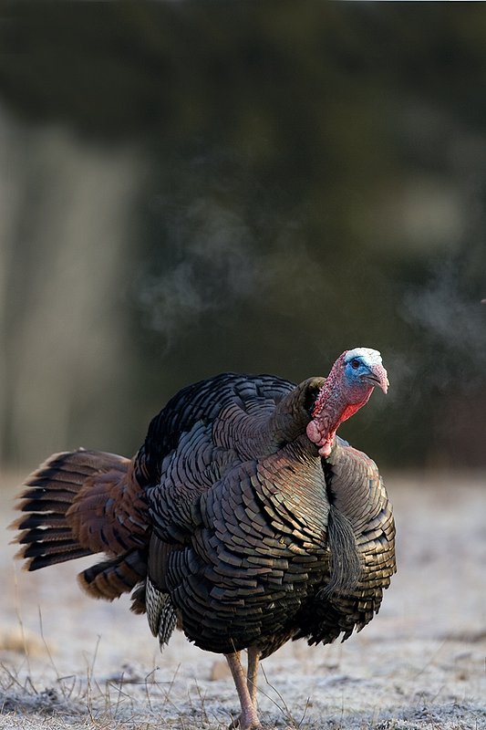 TC-Wild Turkeys Spring-D00978-00238.jpg :: Wild Turkey Gobbler with neck extended gobbling and cold enough to see his breath after he gobbled