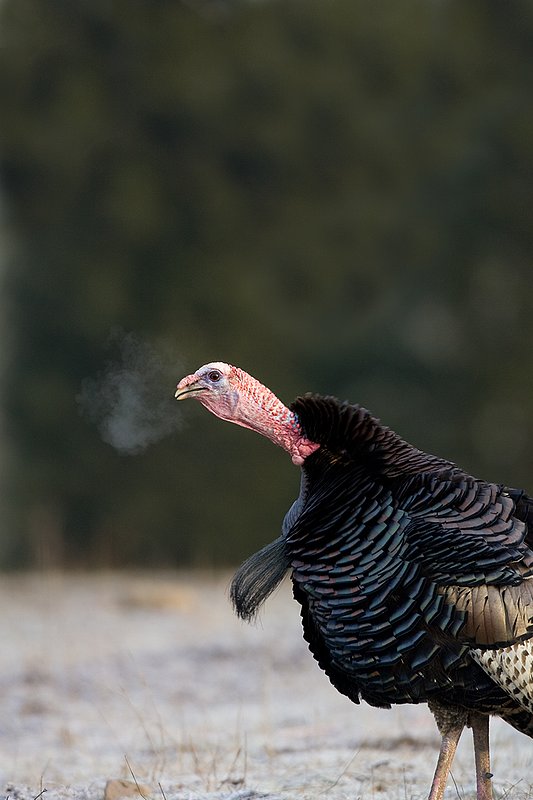 TC-Wild Turkeys Spring-D00978-00243.jpg :: Wild Turkey Gobblers with necks extended gobbling