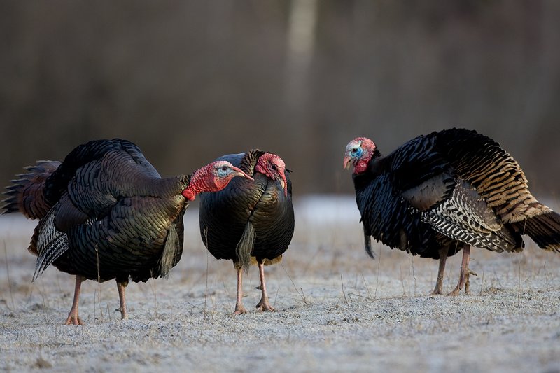 TC-Wild Turkeys Spring-D00978-00244.jpg :: Wild Turkey Gobblers trio standing in open field in early morning with frost on ground