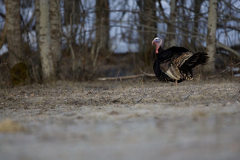 TC-Wild Turkeys Spring-D00978-00245.jpg :: Wild Turkey Gobbler strutting in open field at edge of timber in early morning with frost on ground