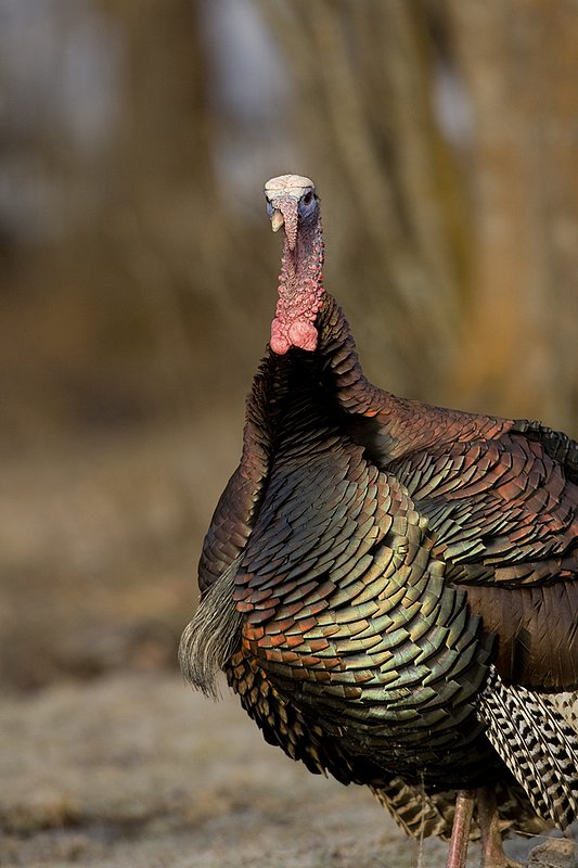 TC-Wild Turkeys Spring-D00978-00248.jpg :: Wild Turkey Gobbler standing on alert in open field in early morning with frost on ground