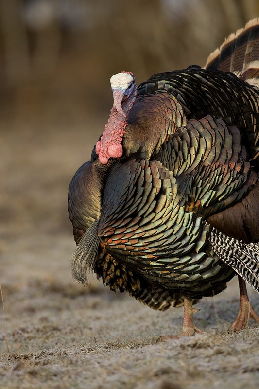 TC-Wild Turkeys Spring-D00978-00255.jpg :: Wild Turkey Gobbler strutting in open field in early morning with frost on ground