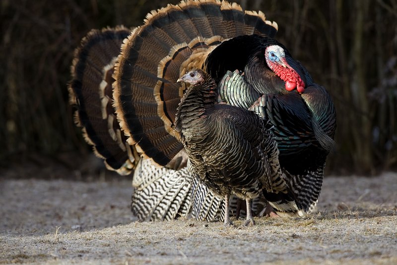TC-Wild Turkeys Spring-D00978-00522.jpg :: Wild Turkey Gobbler displaying for hen at edge of brush line