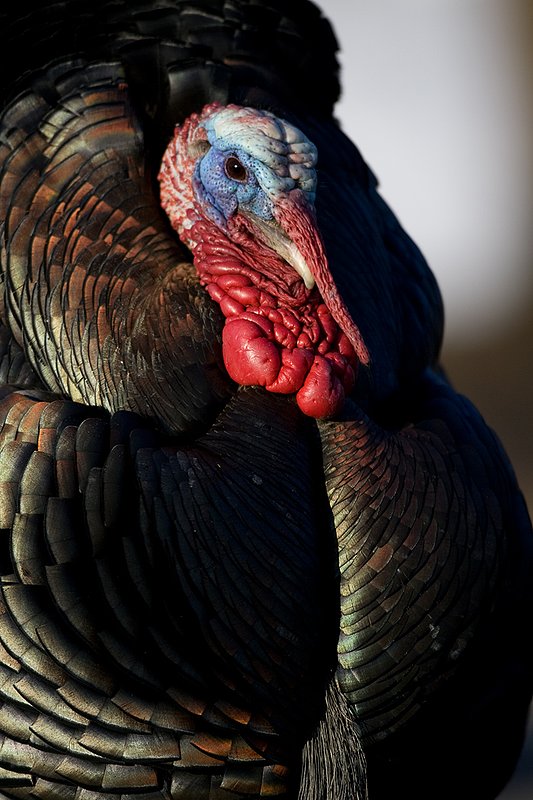 TC-Wild Turkeys Spring-D00978-00743.jpg :: Wild Turkey Gobbler long beard in full strutt, tight head/shoulder image