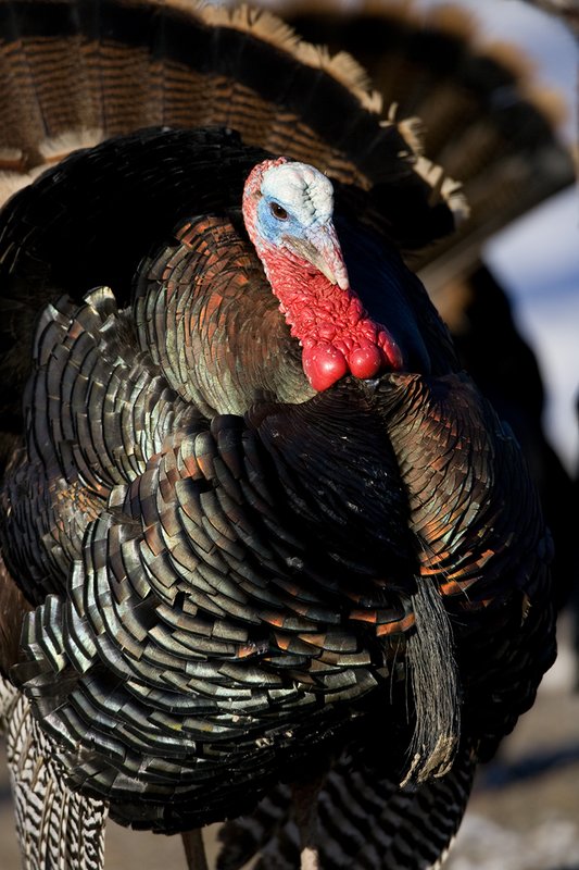 TC-Wild Turkeys Spring-D00978-00753.jpg :: Wild Turkey Gobbler long beard in full strutt, tight head/shoulder image