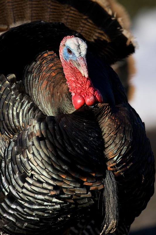 TC-Wild Turkeys Spring-D00978-00756.jpg :: Wild Turkey Gobbler long beard in full strutt, tight head/shoulder image