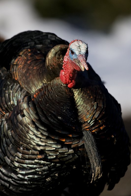 TC-Wild Turkeys Spring-D00978-00761.jpg :: Wild Turkey Gobbler long beard in full strutt, tight head/shoulder image