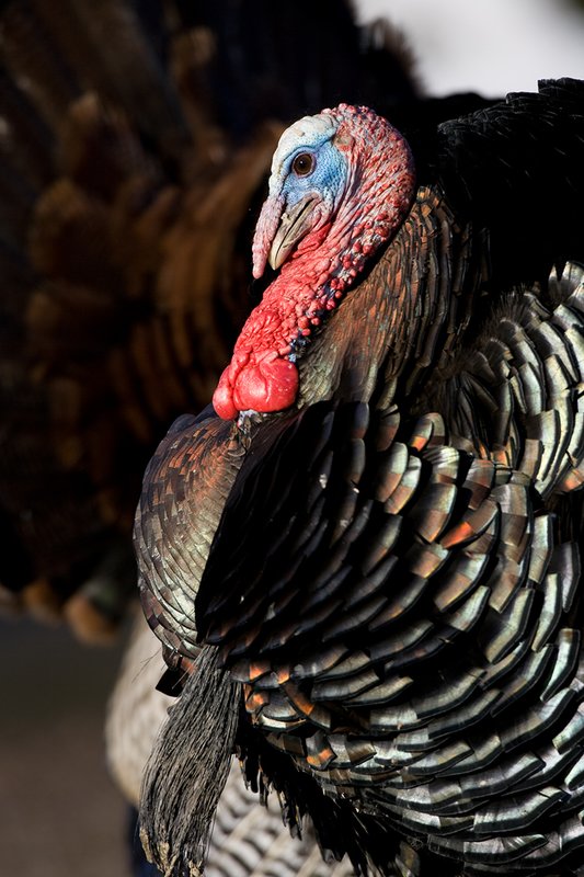 TC-Wild Turkeys Spring-D00978-00762.jpg :: Wild Turkey Gobbler long beard in full strutt, tight head/shoulder image