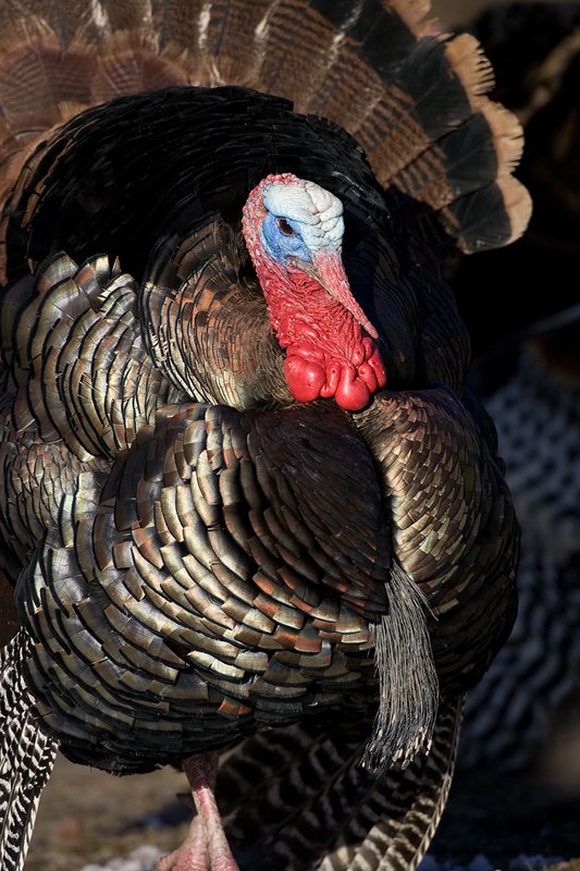 TC-Wild Turkeys Spring-D00978-00771.jpg :: Wild Turkey Gobbler long beard in full strutt, tight head/shoulder image