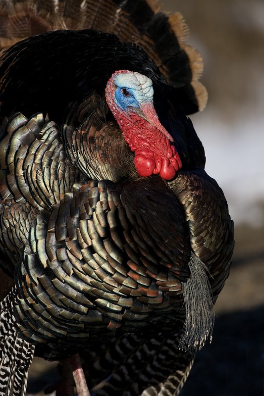 TC-Wild Turkeys Spring-D00978-00777.jpg :: Wild Turkey Gobbler long beard in full strutt, tight head/shoulder image
