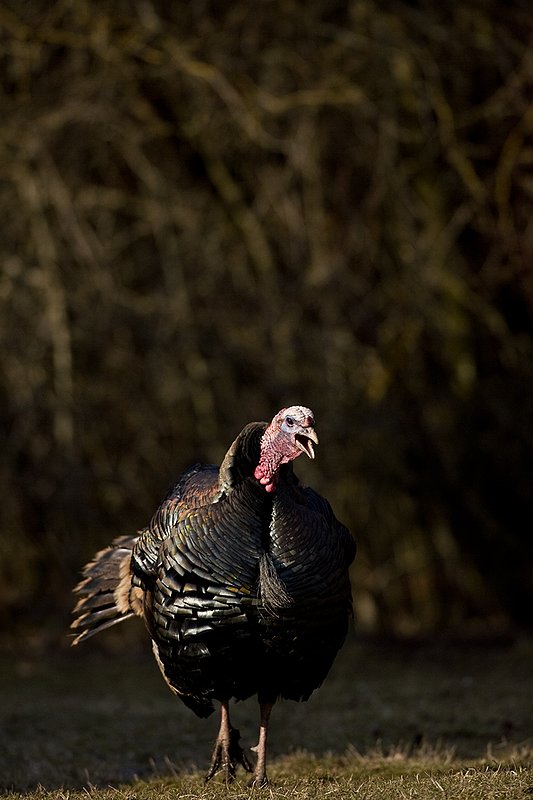 TC-Wild Turkeys Spring-D00978-00779.jpg :: Merriam Longbeareded Gobbler aggressively walking straight on gobbling at edge of brush and shadows