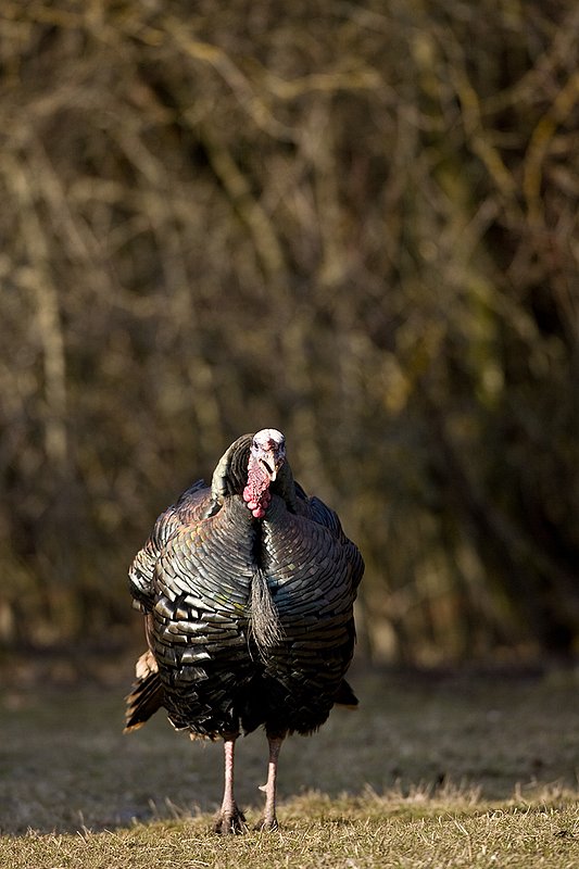 TC-Wild Turkeys Spring-D00978-00782.jpg :: Merriam Longbeareded Gobbler aggressively walking straight on gobbling at edge of brush and shadows