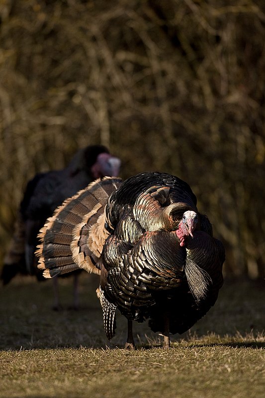 TC-Wild Turkeys Spring-D00978-00792.jpg :: Merriam Longbeareded Gobbler strutting and gobbling at edge of brush and shadows