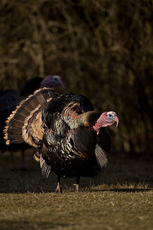 TC-Wild Turkeys Spring-D00978-00795.jpg :: Merriam Longbeareded Gobbler strutting and gobbling at edge of brush and shadows