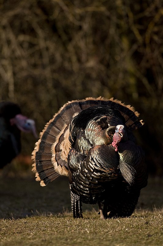 TC-Wild Turkeys Spring-D00978-00798.jpg :: Merriam Longbeareded Gobbler strutting and gobbling at edge of brush and shadows