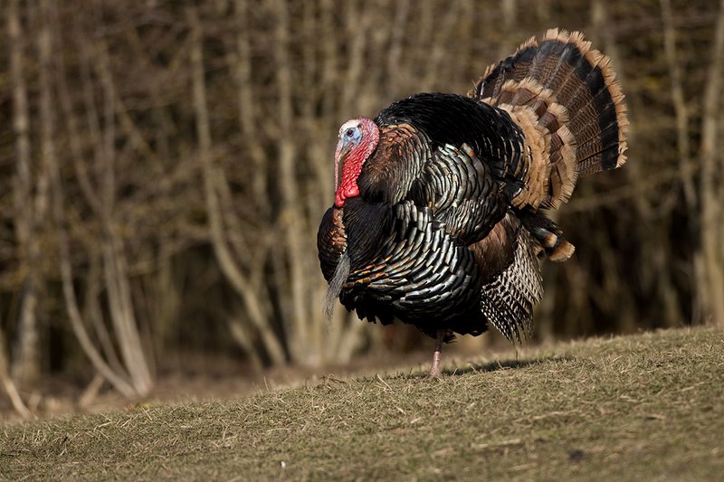 TC-Wild Turkeys Spring-D00978-00801.jpg :: Merriam Longbeareded Gobbler strutting and gobbling at edge of brush