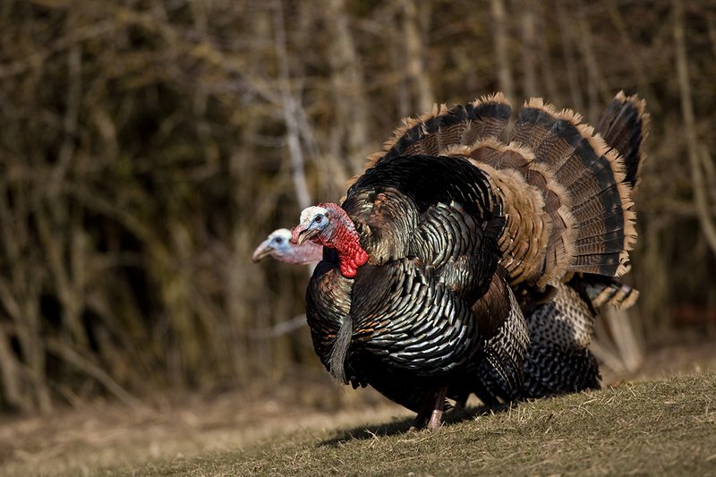 TC-Wild Turkeys Spring-D00978-00806.jpg :: Merriam Longbeareded Gobbler strutting and gobbling at edge of brush