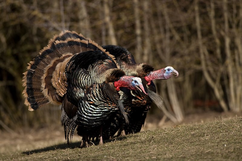 TC-Wild Turkeys Spring-D00978-00813.jpg :: Merriam Longbeareded Gobbler strutting and gobbling at edge of brush