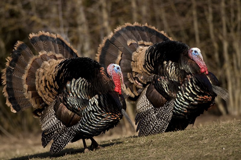 TC-Wild Turkeys Spring-D00978-00819.jpg :: Merriam Longbeareded Gobbler strutting and gobbling at edge of brush