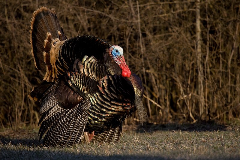TC-Wild Turkeys Spring-D00978-00825.jpg :: Merriam Longbeareded Gobbler strutting and gobbling at edge of brush and timber