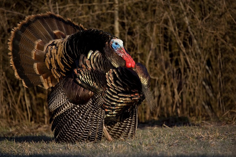 TC-Wild Turkeys Spring-D00978-00828.jpg :: Merriam Longbeareded Gobbler strutting and gobbling at edge of brush and timber