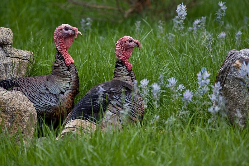 TC-Wild Turkeys Spring-D00978-01497.jpg :: Pair of Wild Turkey Longbearded Gobblers bedded down in rocks and tall grass in meadow filled with blooming Common Camus Flowers