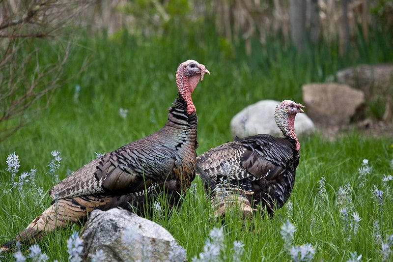 TC-Wild Turkeys Spring-D00978-01506.jpg :: Pair of Wild Turkey Longbearded Gobblers standing amongs rocks and tall grass in meadow filled with blooming Common Camus Flowers