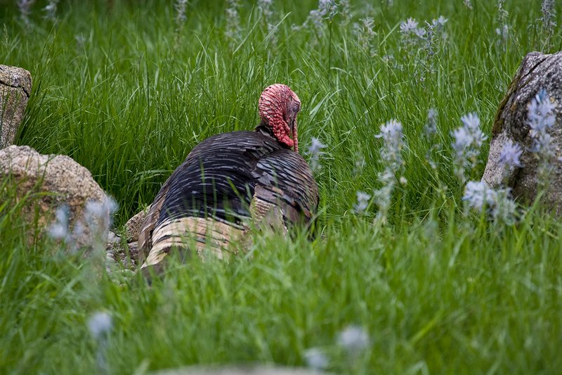 TC-Wild Turkeys Spring-D00978-01512.jpg :: Wild Turkey Longbearded Gobbler bedded down in rocks and tall grass in meadow filled with blooming Common Camus Flowers