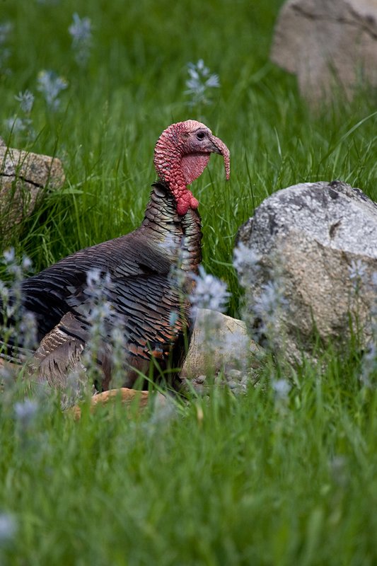 TC-Wild Turkeys Spring-D00978-01515.jpg :: Wild Turkey Longbearded Gobbler bedded down in rocks and tall grass in meadow filled with blooming Common Camus Flowers