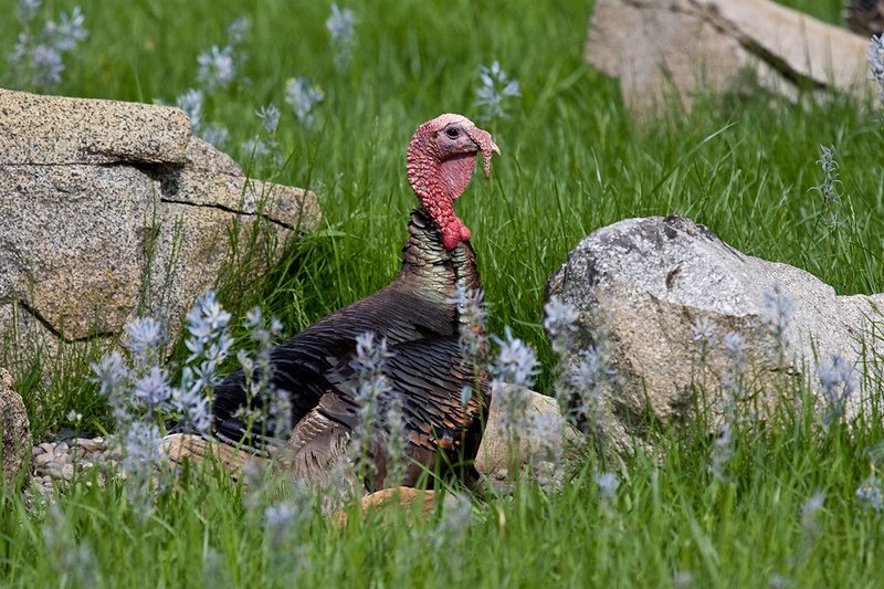 TC-Wild Turkeys Spring-D00978-01521.jpg :: Wild Turkey Longbearded Gobbler bedded down in rocks and tall grass in meadow filled with blooming Common Camus Flowers