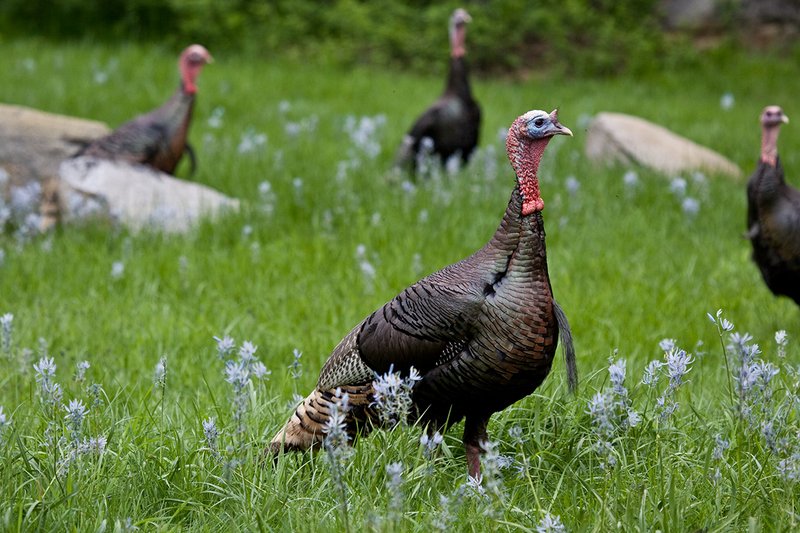 TC-Wild Turkeys Spring-D00978-01527.jpg :: Wild Turkey Longbearded Gobblers feeding in grassy field filled with blooming Common Camus Flowers