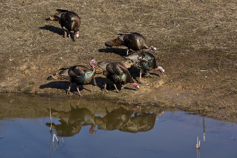 TC-Wild Turkeys Spring-D00978-01530.jpg :: Wild Turkey Longbearded Gobblers feeding along edge of stock pond with image of gobbler reflected in the water
