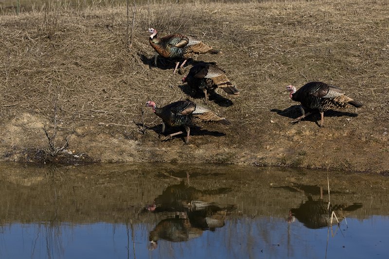 TC-Wild Turkeys Spring-D00978-01536.jpg :: Wild Turkey Longbearded Gobblers feeding along edge of stock pond with image of gobbler reflected in the water