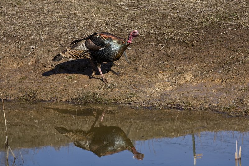 TC-Wild Turkeys Spring-D00978-01542.jpg :: Wild Turkey Longbearded Gobbler feeding along edge of stock pond with image of gobbler reflected in the water