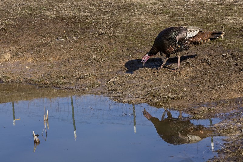 TC-Wild Turkeys Spring-D00978-01545.jpg :: Wild Turkey Longbearded Gobbler feeding along edge of stock pond with image of gobbler reflected in the water