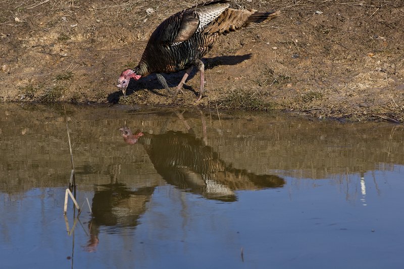 TC-Wild Turkeys Spring-D00978-01554.jpg :: Wild Turkey Longbearded Gobbler feeding along edge of stock pond with image of gobbler reflected in the water
