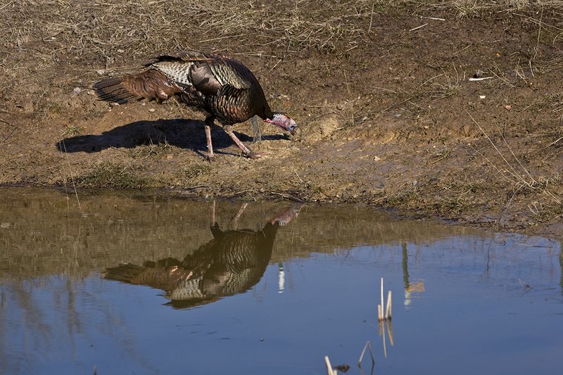 TC-Wild Turkeys Spring-D00978-01560.jpg