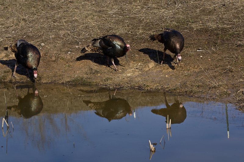 TC-Wild Turkeys Spring-D00978-01563.jpg :: Wild Turkey Longbearded Gobblers feeding along edge of stock pond with image of gobbler reflected in the water
