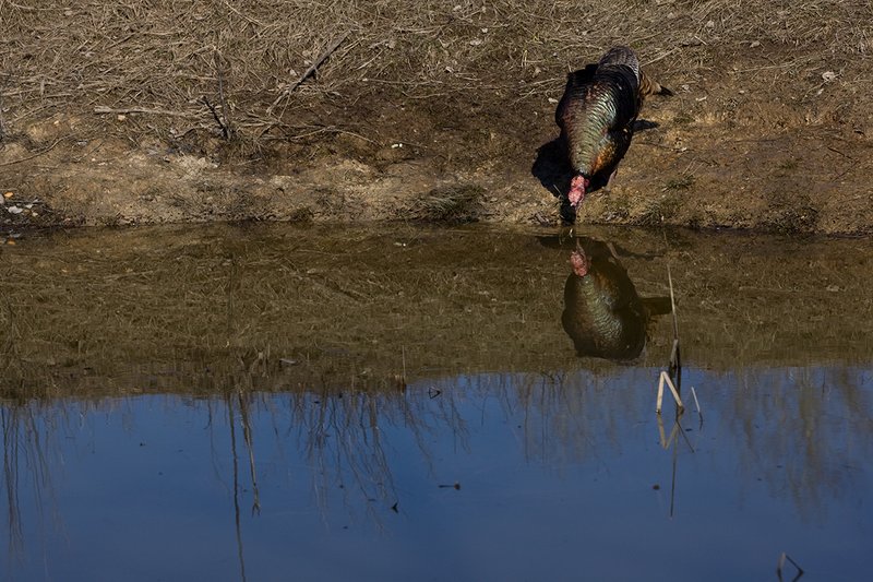 TC-Wild Turkeys Spring-D00978-01572.jpg :: Wild Turkey Longbearded Gobbler feeding along edge of stock pond with image of gobbler reflected in the water