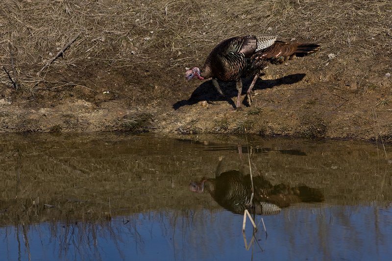 TC-Wild Turkeys Spring-D00978-01578.jpg :: Wild Turkey Longbearded Gobbler feeding along edge of stock pond with image of gobbler reflected in the water