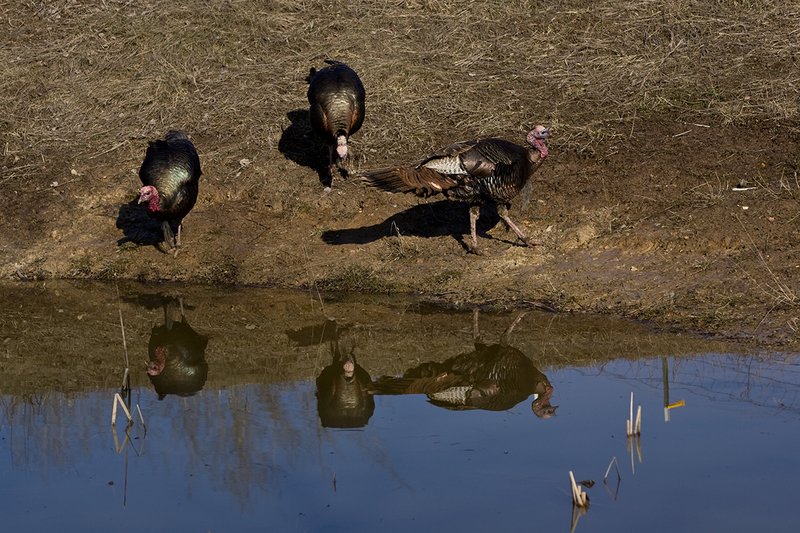 TC-Wild Turkeys Spring-D00978-01584.jpg :: Wild Turkey Longbearded Gobblers feeding along edge of stock pond with image of gobbler reflected in the water