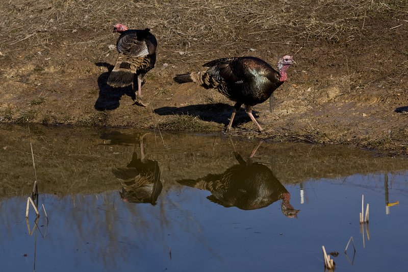 TC-Wild Turkeys Spring-D00978-01587.jpg :: Wild Turkey Longbearded Gobblers feeding along edge of stock pond with image of gobbler reflected in the water