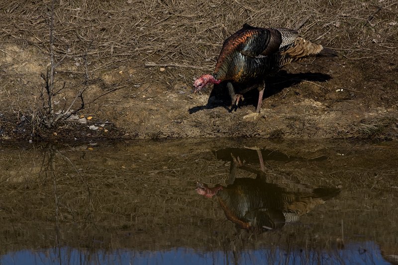 TC-Wild Turkeys Spring-D00978-01590.jpg :: Wild Turkey Longbearded Gobbler feeding along edge of stock pond with image of gobbler reflected in the water